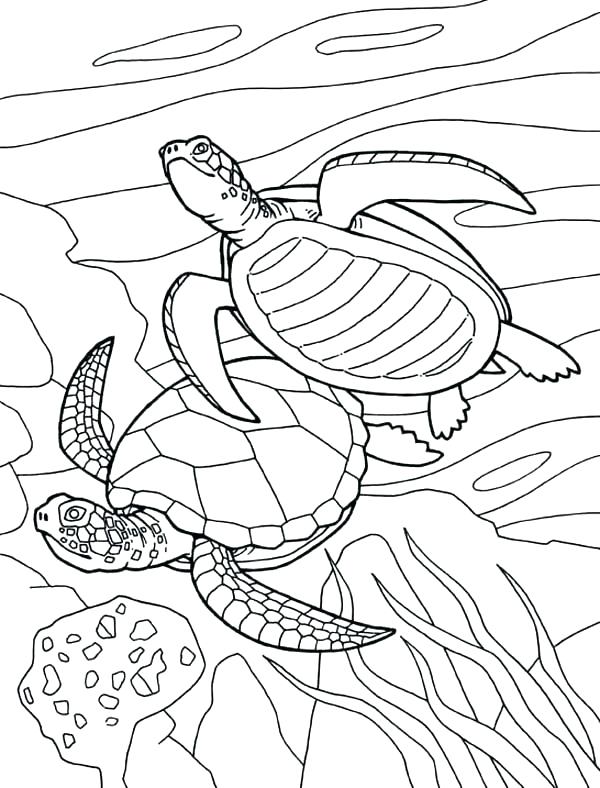600x788 sea turtle worksheets sea turtle life cycle best kids teaching - Sea Turtle Drawing For Kids