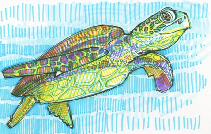 900x572 Sea Turtle Drawing Nature Drawings Pictures Drawings Ideas - Sea Turtle Drawing For Kids