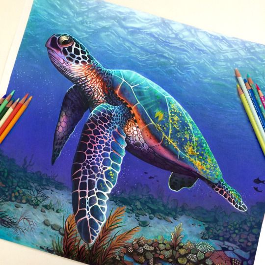 540x540 Life Like Drawings - Sea Turtle Drawing Tumblr