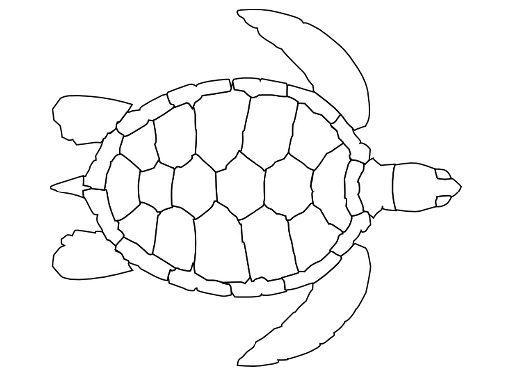 1024x768 practical sea turtle worksheets drawing tumblr at getdrawings com - Sea Turtle Drawing Tumblr