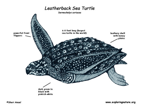500x386 Scientific Illustrattion Of Image Of A Sea Turtle Group With Items - Sea Turtle Drawing Tumblr