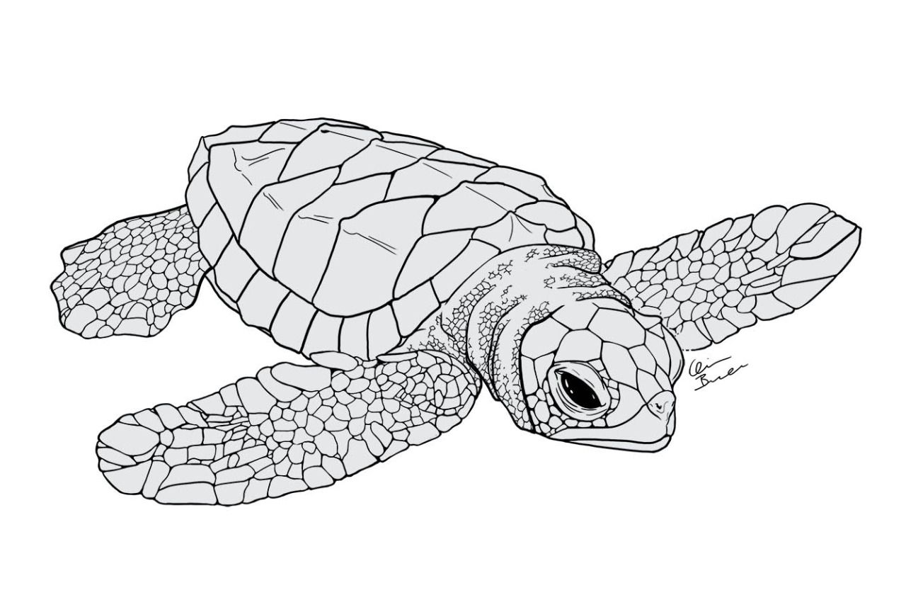 Baby Drawing Sea Turtle For Free Download - Sea Turtle Drawing Tumblr. 