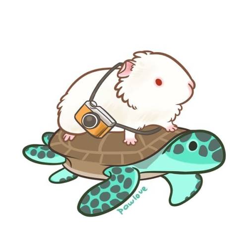 500x500 Tumblr - Sea Turtle Drawing Tumblr