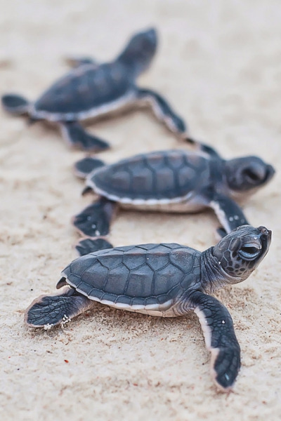 400x600 Baby Sea Turtle Tumblr - Sea Turtle Drawing Tumblr