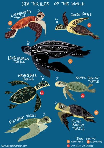 400x566 Sea Turtle Drawing Tumblr - Sea Turtle Drawing Tumblr