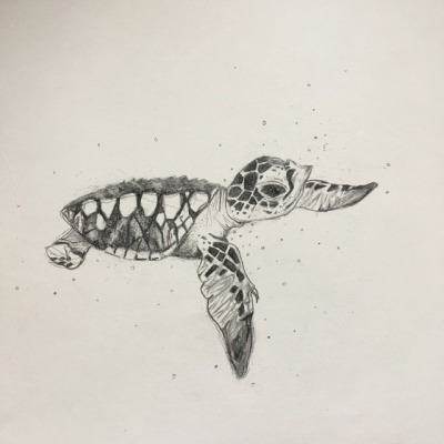 Sea Turtle Drawing Tumblr at PaintingValley.com | Explore collection of ...