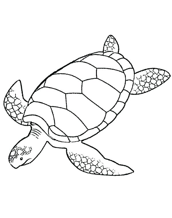 600x763 Turtle Drawings Godshelters - Sea Turtle Drawing Tumblr