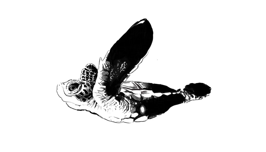 1024x585 Baby Turtle Tattoo Design - Sea Turtle Drawing Tumblr