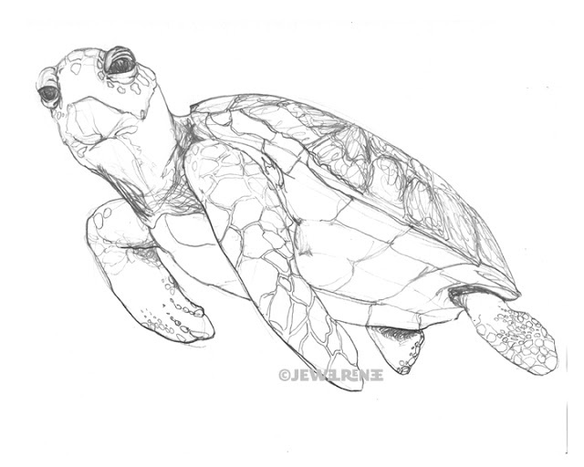 Sea Turtle Drawing Tutorial