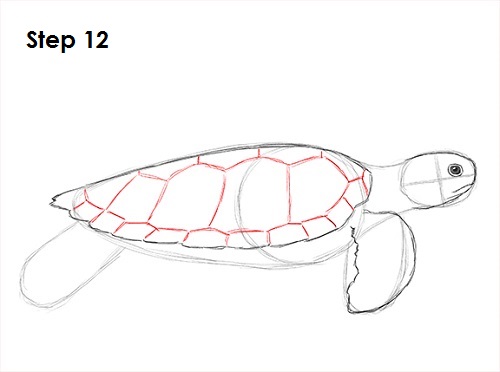 500x372 How To Draw A Green Sea Turtle - Sea Turtle Drawing Tutorial
