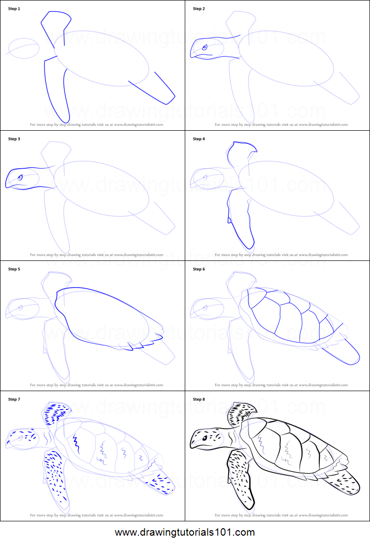 751x1107 How To Draw A Hawksbill Turtle Printable Step - Sea Turtle Drawing Tutorial