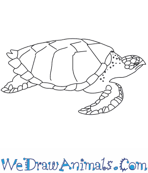300x350 How To Draw A Hawksbill Turtle - Sea Turtle Drawing Tutorial