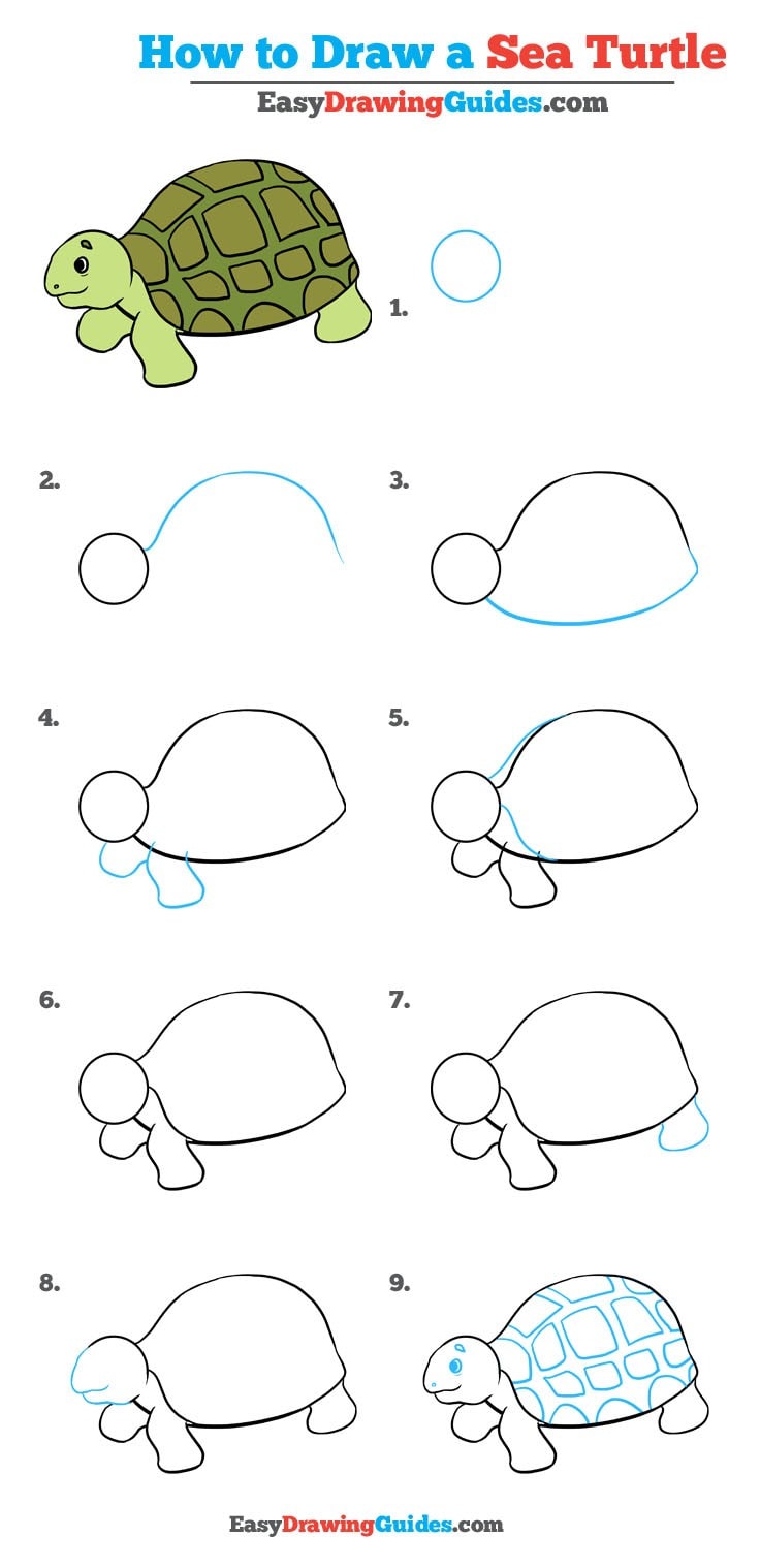736x1518 How To Draw A Sea Turtle - Sea Turtle Drawing Tutorial