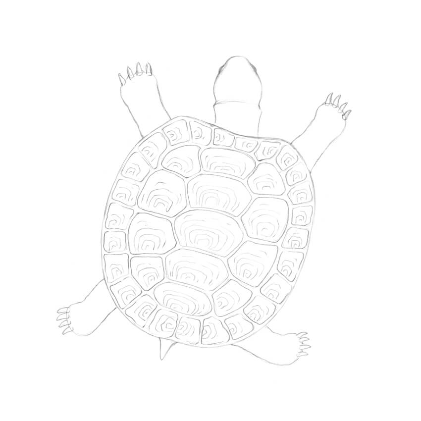 850x850 How To Draw A Turtle - Sea Turtle Drawing Tutorial