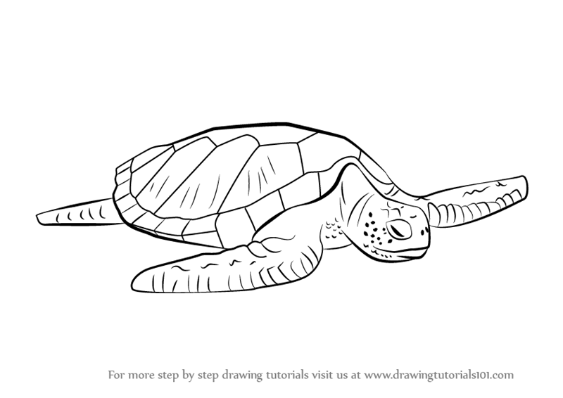 800x566 Learn How To Draw A Green Turtle - Sea Turtle Drawing Tutorial
