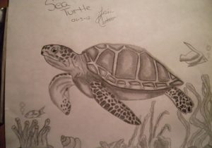 300x210 Sea Turtle Drawing Tutorial - Sea Turtle Drawing Tutorial