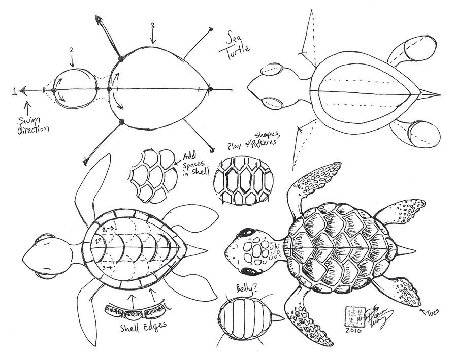 900x697 Draw A Sea Turtle - Sea Turtle Drawing Tutorial