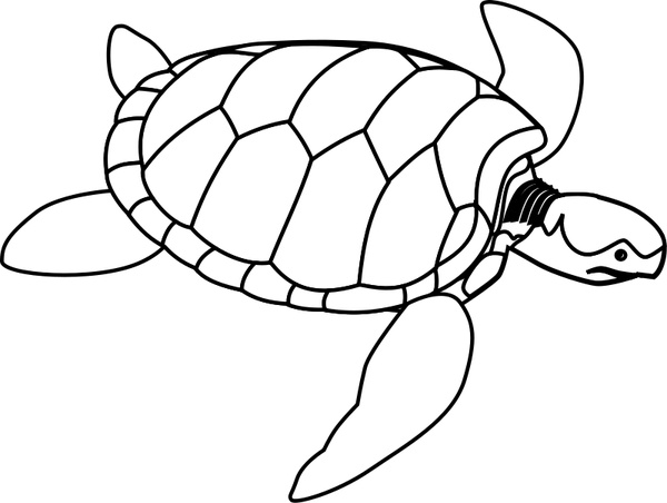 600x452 Green Sea Turtle Line Art Free Vector In Open Office Drawing - Sea Turtle Line Drawing
