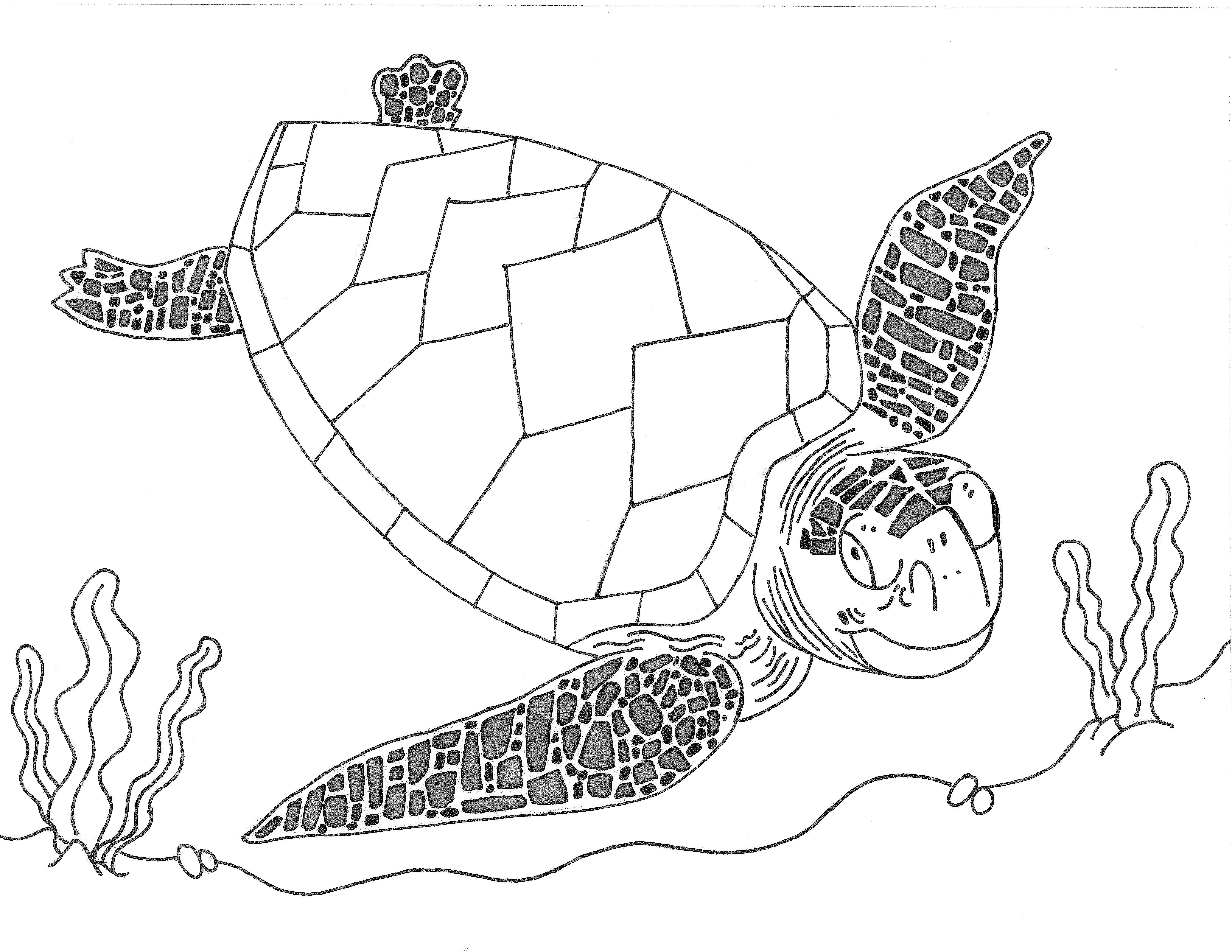 6600x5100 Huge Collection Of 'loggerhead Sea Turtle Drawing' Down...