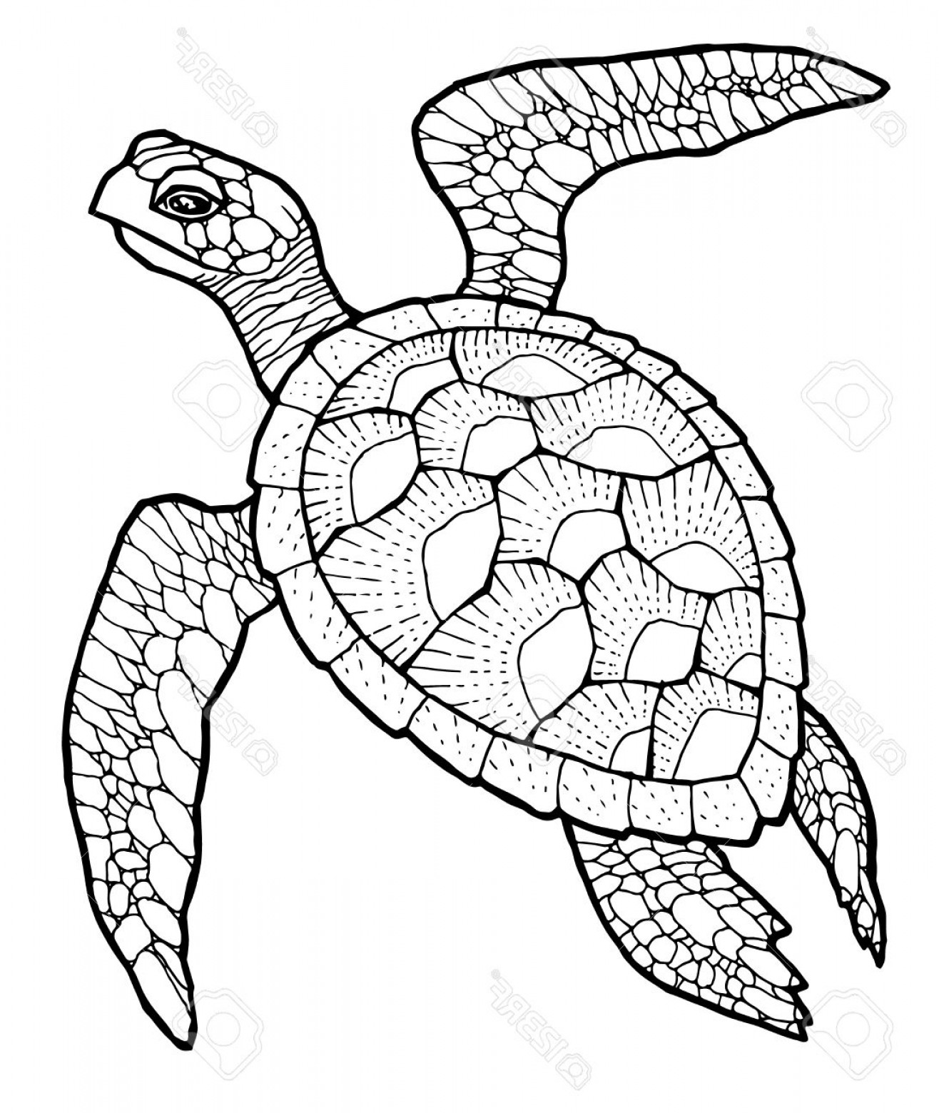 1316x1560 Photostock Vector Sea Turtle Line Art Vector Stylized Drawing - Sea Turtle Line Drawing