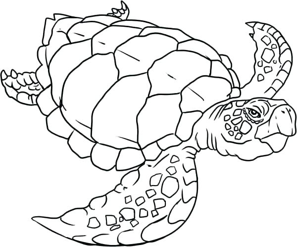 Sea Turtle Line Drawing at PaintingValley.com | Explore collection of ...