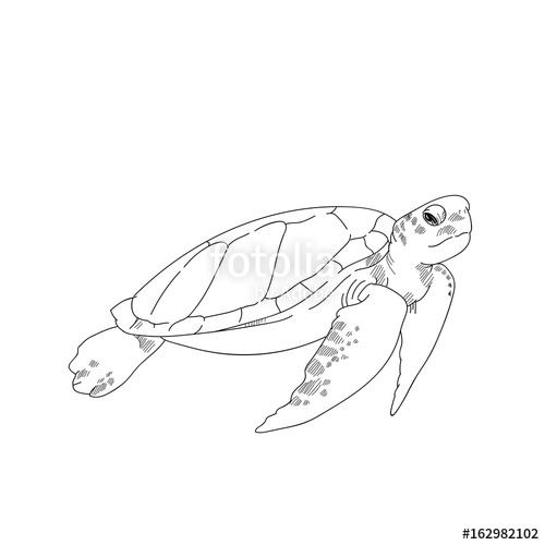 500x500 sea turtle hand drawn sketch illustrations of engraved line stock - Sea Turtle Line Drawing