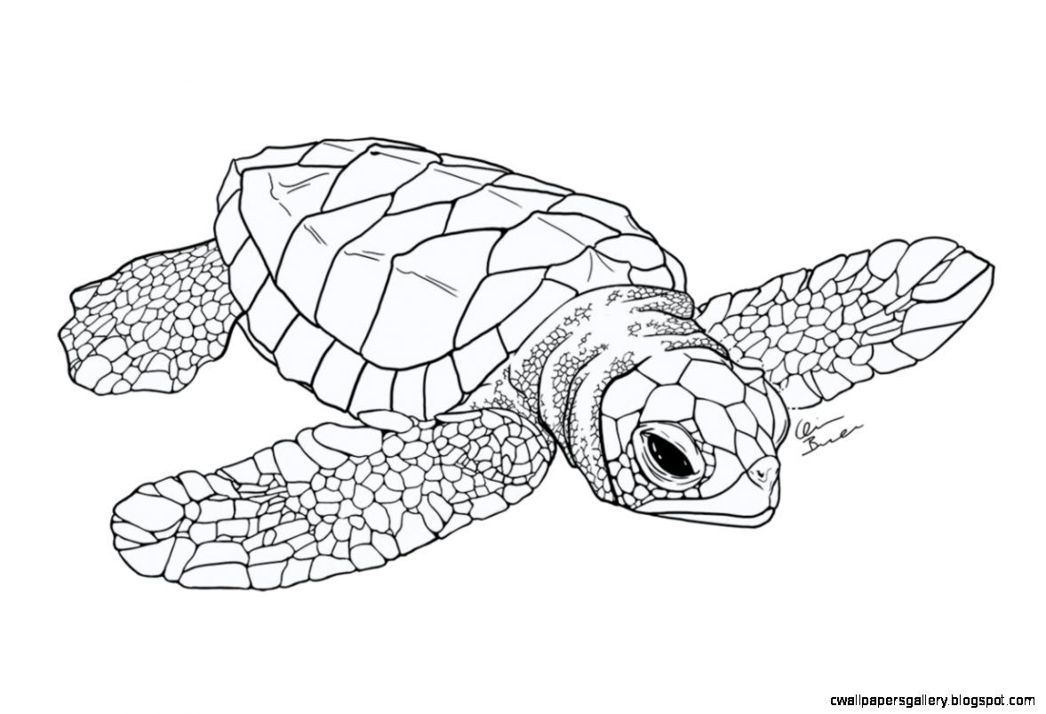 Sea Turtle Line Drawing at Explore collection of