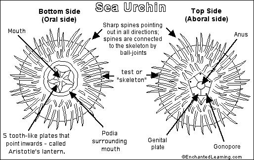 514x324 Sea Urchin Enchanted Learning Software - Sea Urchin Drawing
