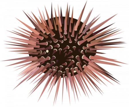 450x371 Sea Urchin Cliparts - Sea Urchin Drawing