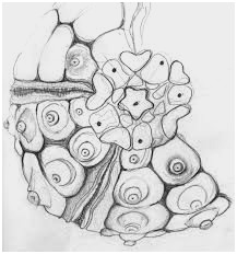 217x232 Sea Urchin Coloring - Sea Urchin Drawing