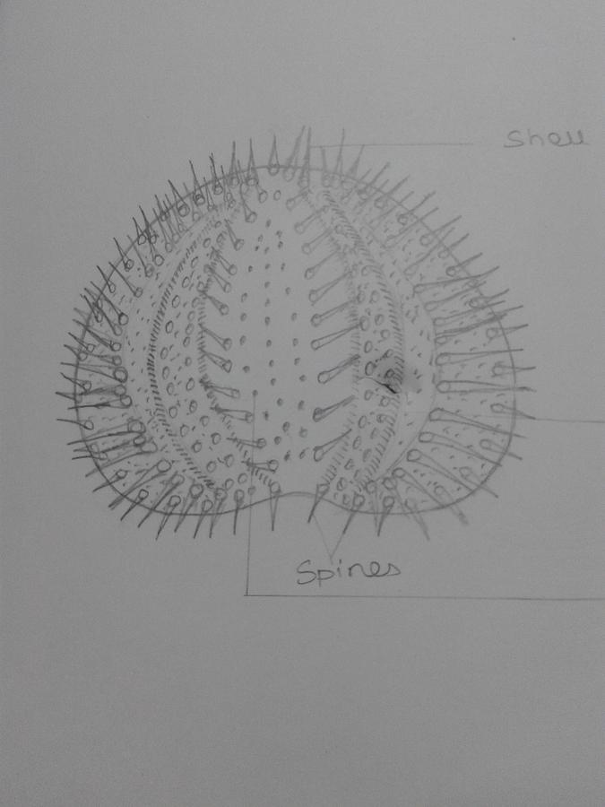Sea Urchin Drawing at PaintingValley.com | Explore collection of Sea