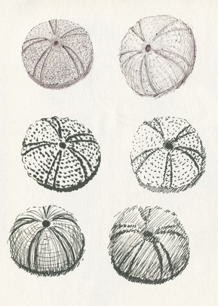 Sea Urchin Drawing at PaintingValley.com | Explore collection of Sea