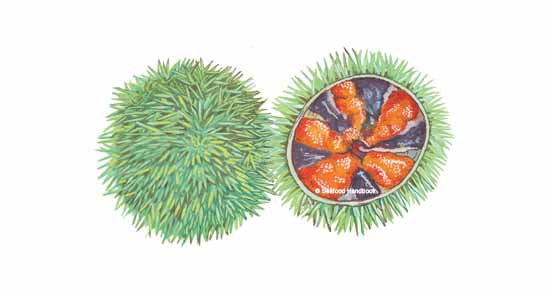 550x294 Sea Urchin - Sea Urchin Drawing