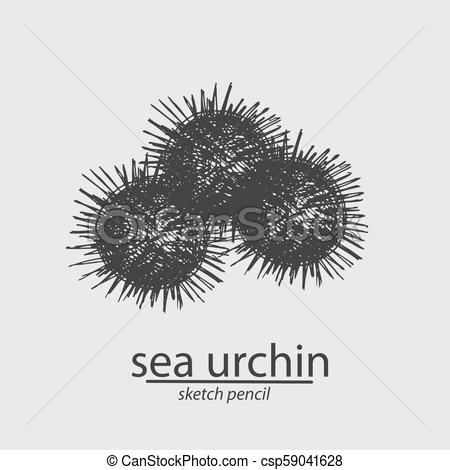 450x470 sea urchin a marine resident sketch style vector - Sea Urchin Drawing