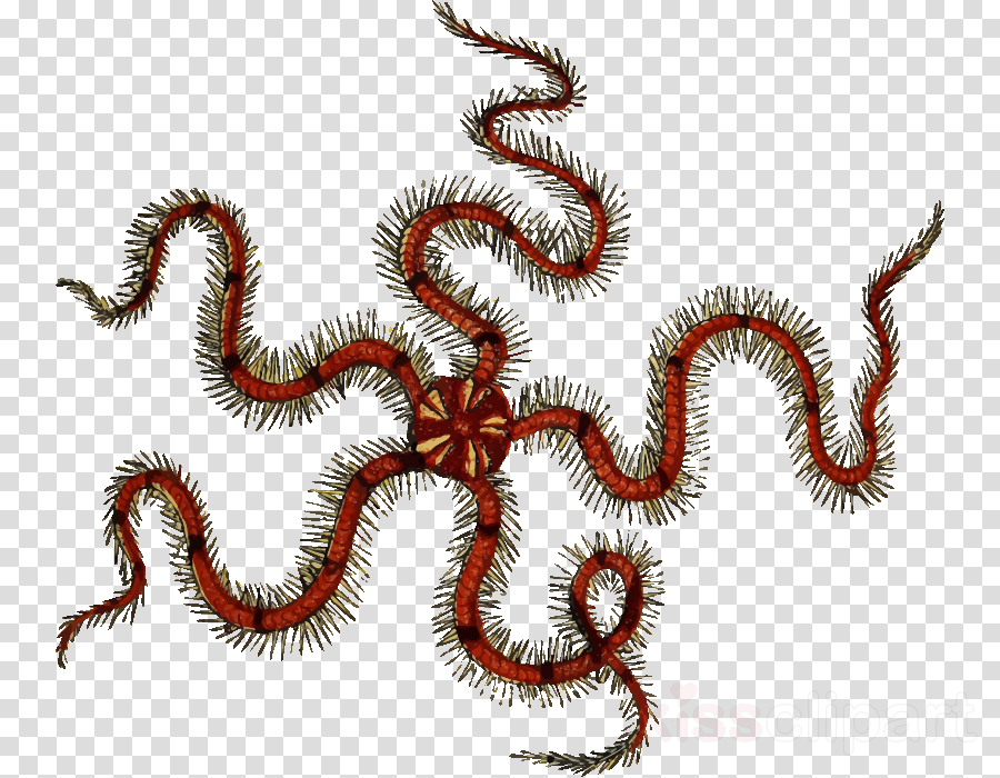 900x700 Starfish, Drawing, Worm, Transparent Png Image Clipart Free Download - Sea Urchin Drawing
