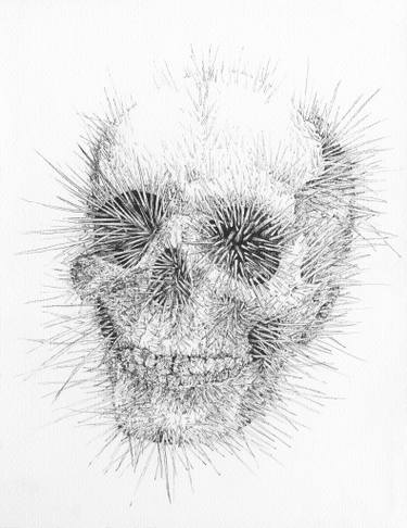 375x486 Urchin Skull Drawing - Sea Urchin Drawing