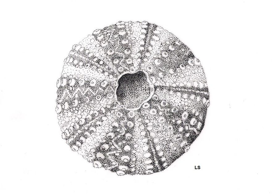 Sea Urchin Drawing at Explore collection of Sea