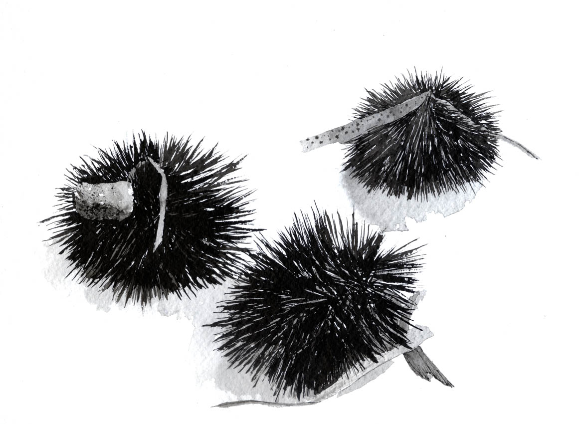 1165x850 drawing of sea urchin sketches, paintings and studies recent - Sea Urchin Drawing