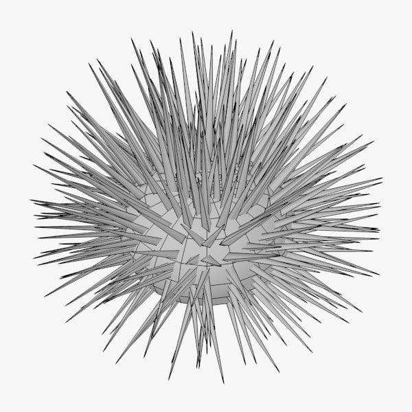 Sea Urchin Drawing at Explore collection of Sea