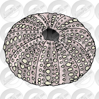 380x380 sea urchin drawings sea urchin picture for classroom therapy - Sea Urchin Drawing