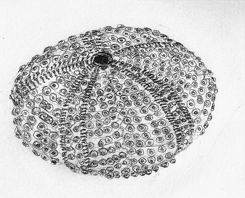500x405 Sea Urchin Drawing - Sea Urchin Drawing