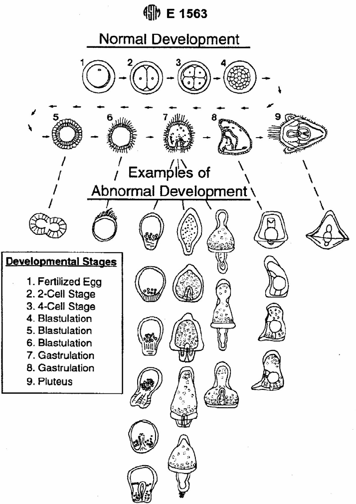 714x1011 drawings of the sea urchin early life stages, and examples - Sea Urchin Drawing