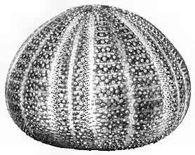 278x221 Echinodermata, Sea Urchins - Sea Urchin Drawing