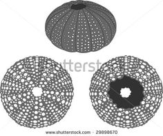 236x197 Huge Collection Of 'sea Urchin Drawing' Download More Than - Sea Urchin Drawing