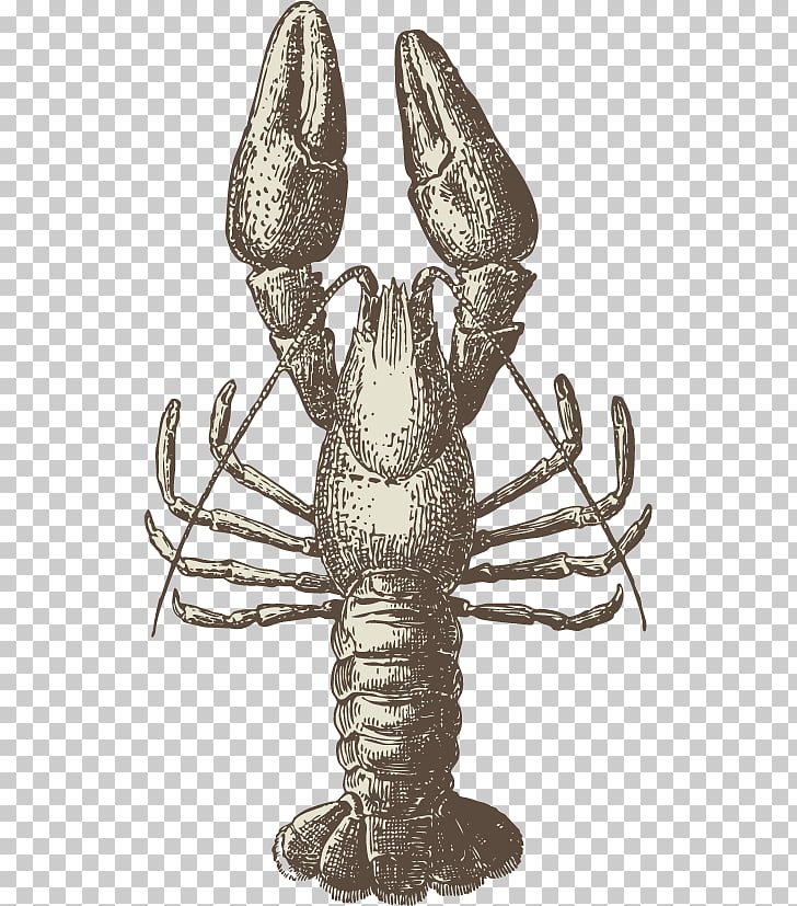 728x827 lobster menu seafood drawing hand drawn sketch lobster, claw - Seafood Drawing