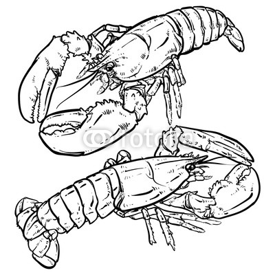 400x400 lobster with claws on a white background seafood drawing buy - Seafood Drawing