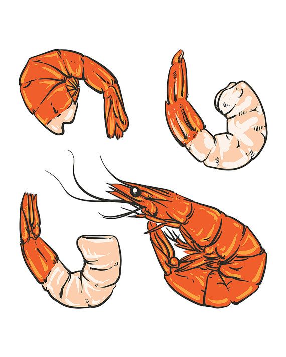 570x713 seafood cocktail drawing shrimp for a party or dinner hand drawn - Seafood Drawing