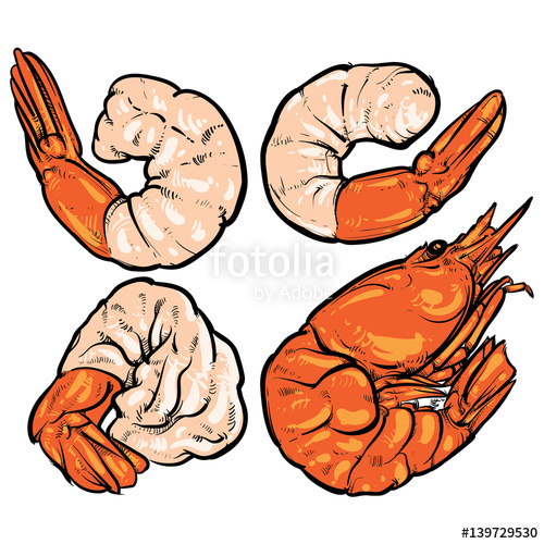 500x500 shrimp cocktail drawing on a white background seafood for a party - Seafood Drawing