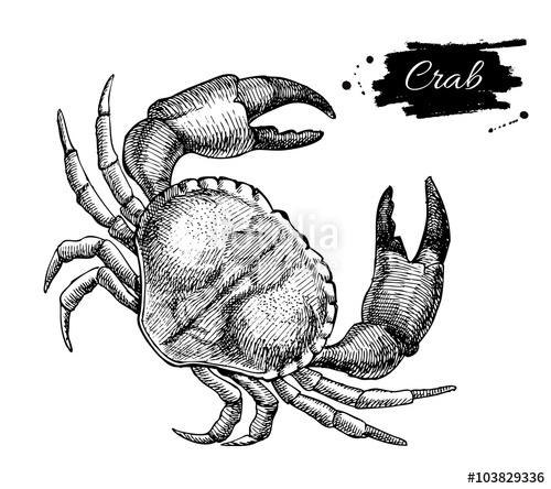500x444 vector vintage crab drawing hand drawn monochrome seafood illus - Seafood Drawing