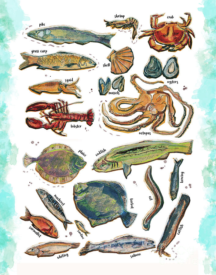 707x900 different fishes and seafood drawing - Seafood Drawing
